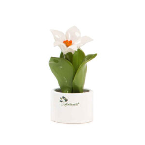 PIANTE NATURA – Pianta Natura mignon Giglio